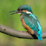 Kingfishers